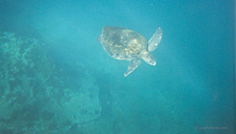 turtle snorkel snorkeling underwater